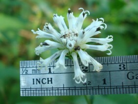 Melanthera nivea Snow Squarestem