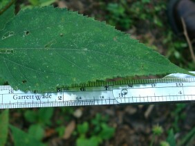 Melanthera nivea Snow Squarestem