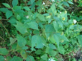 Melanthera nivea Snow Squarestem