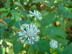 Melanthera nivea Snow Squarestem