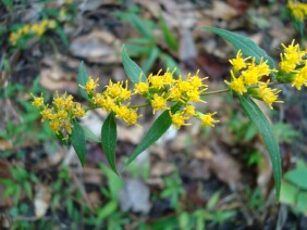 Solidago caesia Wreath Goldenrod