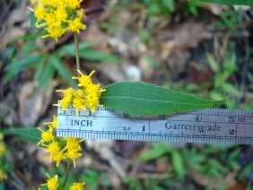 Solidago caesia Wreath Goldenrod