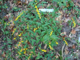 Solidago caesia Wreath Goldenrod