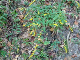 Solidago caesia Wreath Goldenrod