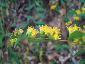 Solidago caesia Wreath Goldenrod