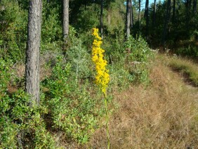 Solidago stricta Wand Goldenrod