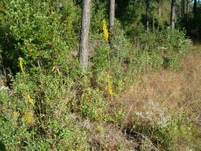 Solidago stricta Wand Goldenrod