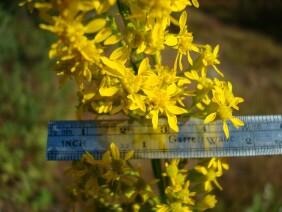 Solidago stricta Wand Goldenrod