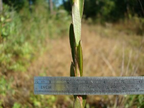 Solidago stricta Wand Goldenrod