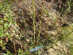 Solidago stricta Wand Goldenrod