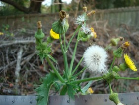 Sonchus asper Sow Thistle