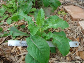 Sonchus asper Sow Thistle