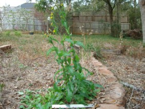 Sonchus asper Sow Thistle