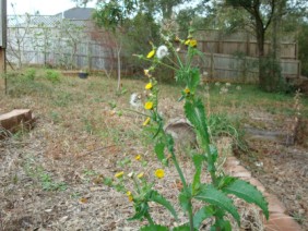 Sonchus asper Sow Thistle