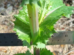 Sonchus asper Sow Thistle