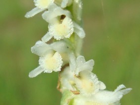 Spiranthes vernalis Ladies' Tresses