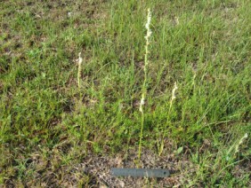 Spiranthes vernalis Ladies' Tresses