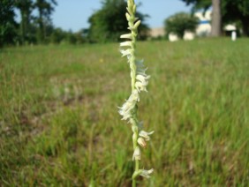 Spiranthes vernalis Ladies' Tresses