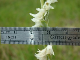 Spiranthes vernalis Ladies' Tresses