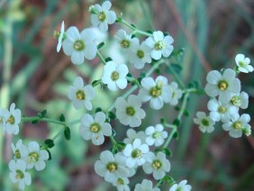 Euphorbia pubentissima False Flowering Spurge