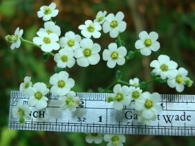 Euphorbia pubentissima False Flowering Spurge