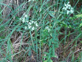 Euphorbia pubentissima False Flowering Spurge