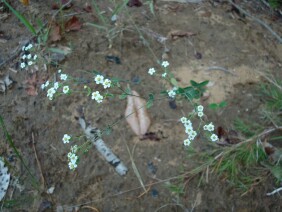 Euphorbia pubentissima False Flowering Spurge