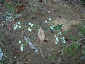 Euphorbia pubentissima False Flowering Spurge