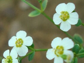 Euphorbia pubentissima False Flowering Spurge