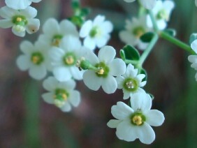 Euphorbia pubentissima False Flowering Spurge