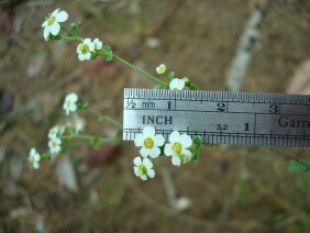 Euphorbia pubentissima False Flowering Spurge