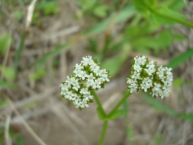 Paronychia erecta Square Flower