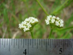 Paronychia erecta Square Flower