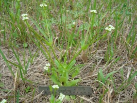 Paronychia erecta Square Flower
