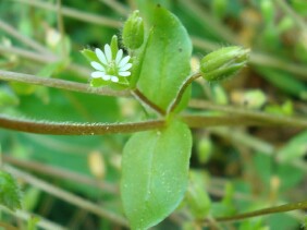 Stellaria media Common Chickweed