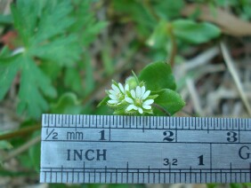 Stellaria media Common Chickweed