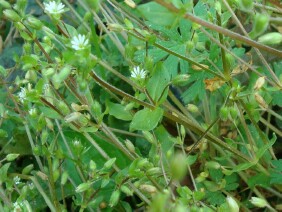 Stellaria media Common Chickweed