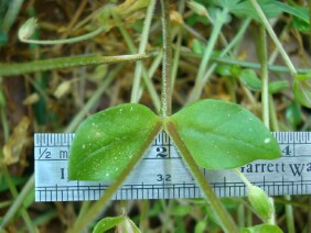 Stellaria media Common Chickweed