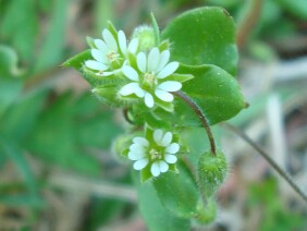 Stellaria media Common Chickweed