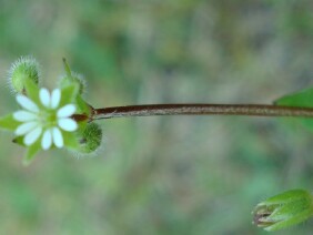 Stellaria media Common Chickweed