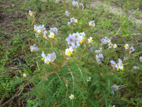 Solanum sisymbriifolium Sticky Nightshade