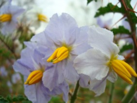 Solanum sisymbriifolium Sticky Nightshade