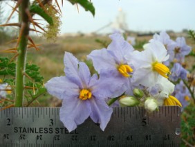 Solanum sisymbriifolium Sticky Nightshade