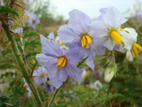 Solanum sisymbriifolium Sticky Nightshade