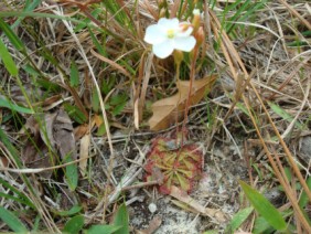 Drosera brevifolia Dwarf Sundew