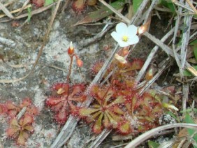 Drosera brevifolia Dwarf Sundew