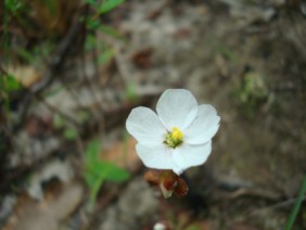 Drosera brevifolia Dwarf Sundew