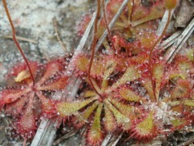 Drosera brevifolia Dwarf Sundew