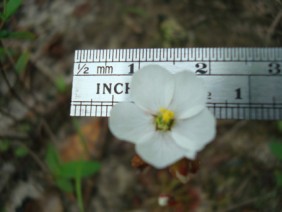 Drosera brevifolia Dwarf Sundew