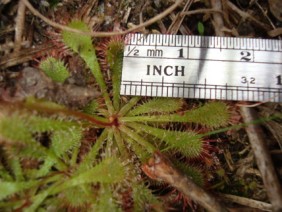 Drosera brevifolia Dwarf Sundew